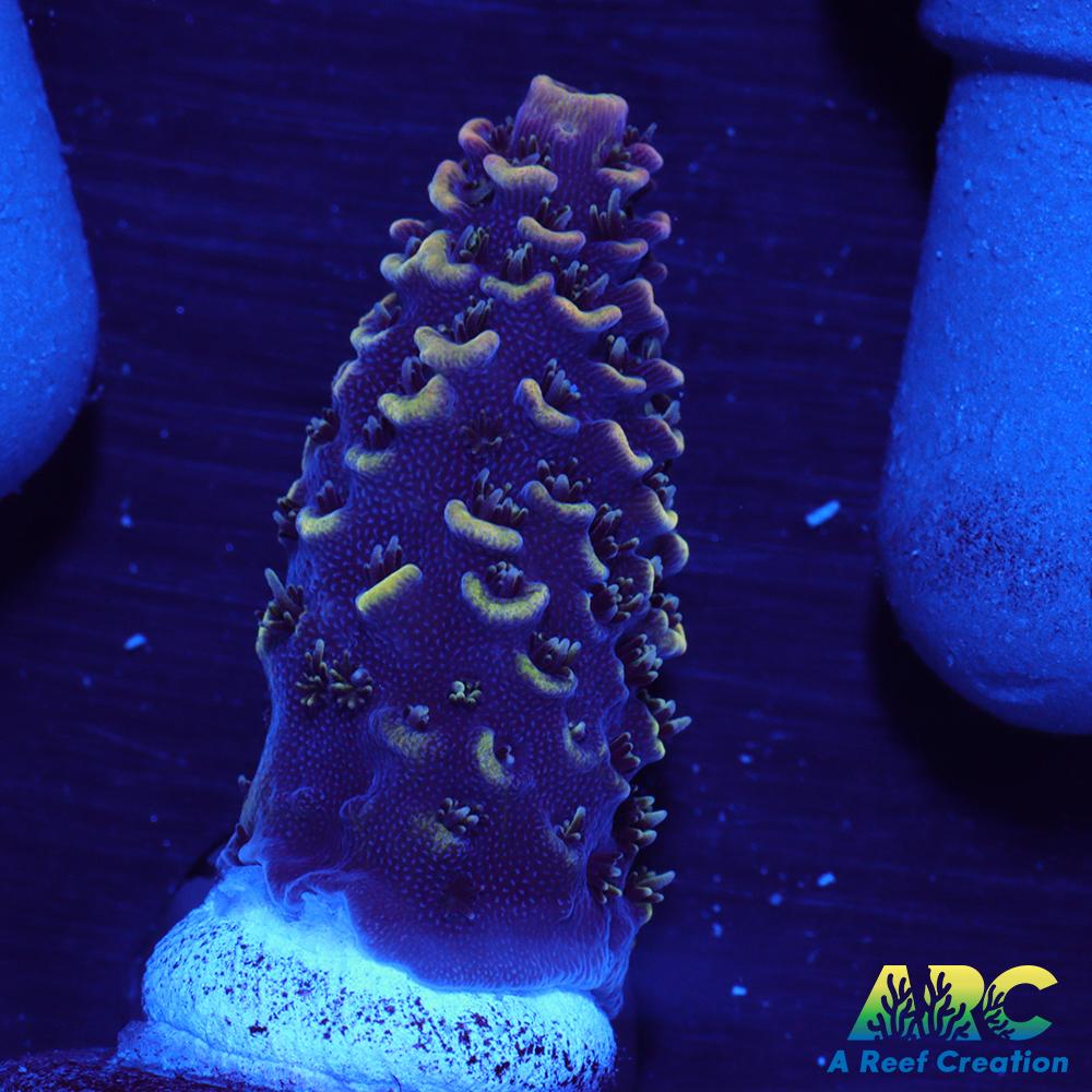 ARC Rainbow Spath