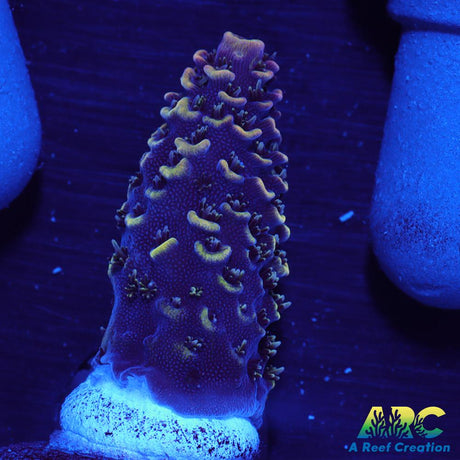 ARC Rainbow Spath
