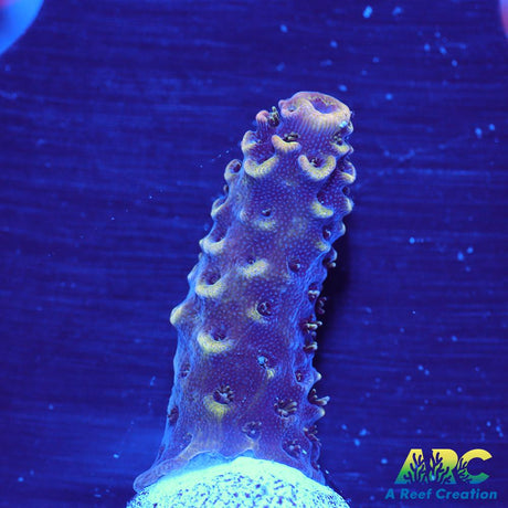 ARC Rainbow Spath
