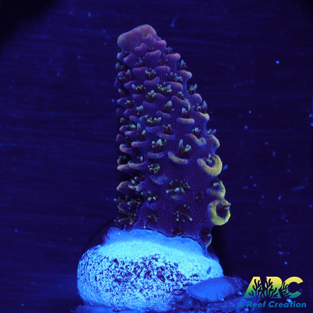 ARC Rainbow Spath
