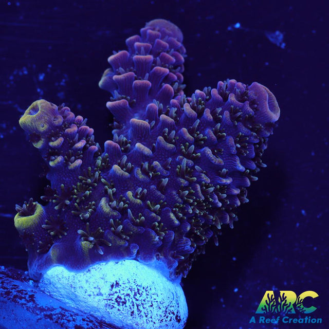 ARC Rainbow Spath