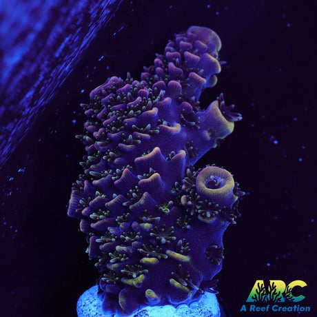 ARC Rainbow Spath