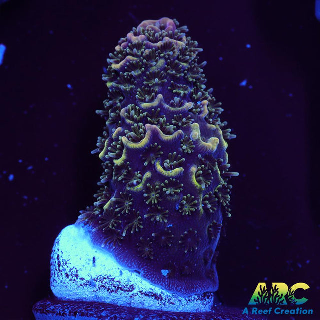 ARC Rainbow Spath