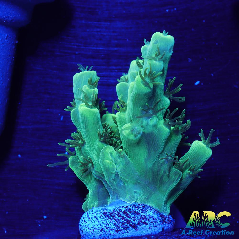 ARC Glowstick Acro