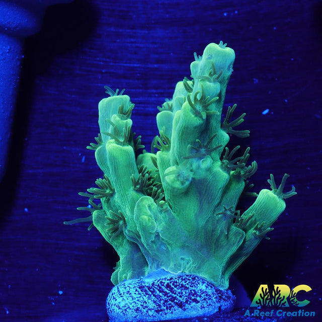 ARC Glowstick Acro