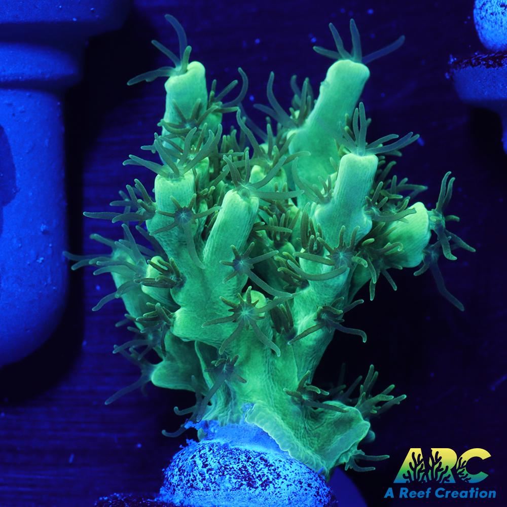 ARC Glowstick Acro