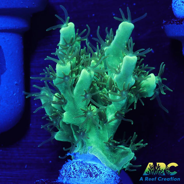 ARC Glowstick Acro