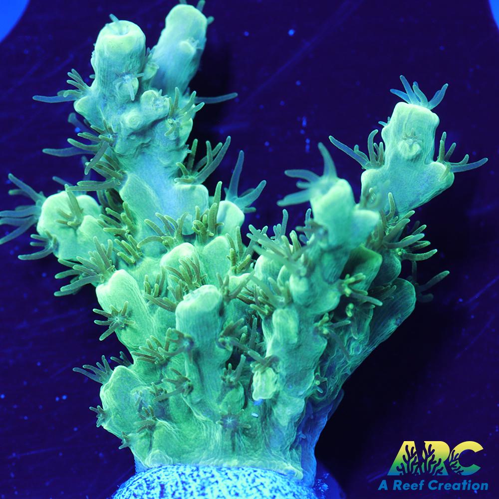 ARC Glowstick Acro