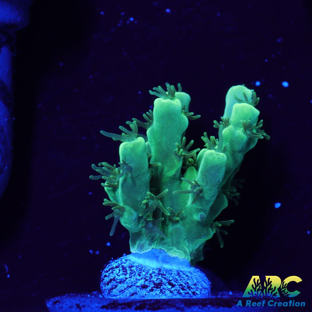 ARC Glowstick Acro