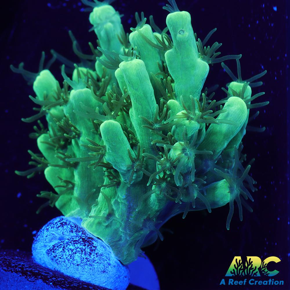 ARC Glowstick Acro