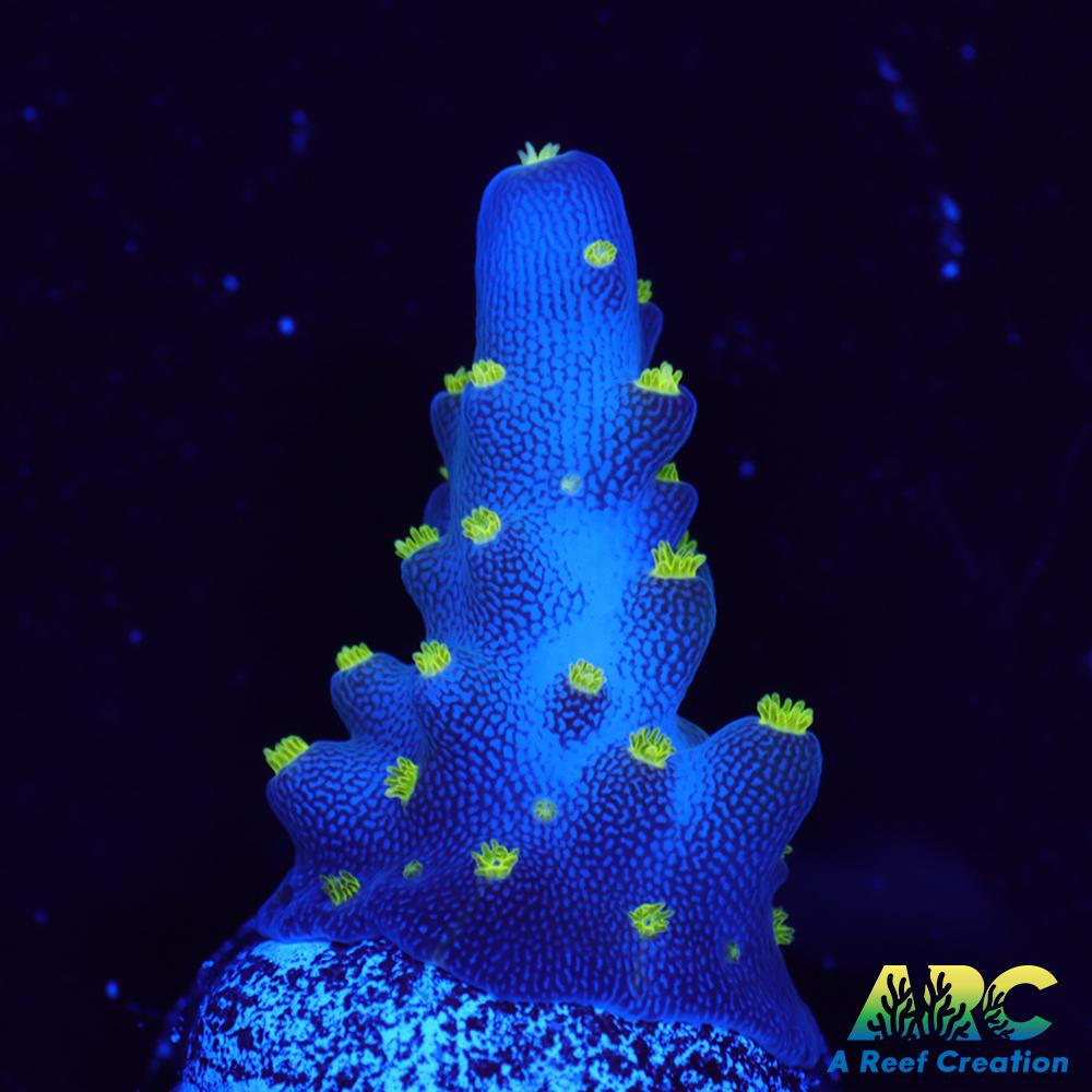 Bonsai Acro