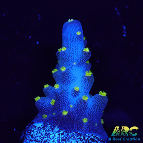 Bonsai Acro