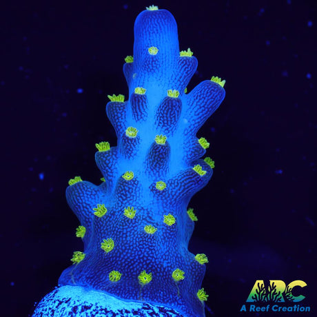 Bonsai Acro