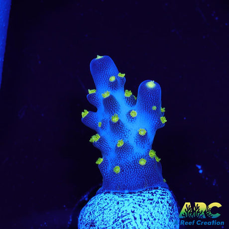 Bonsai Acro