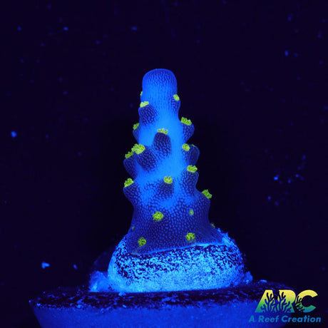 Bonsai Acro