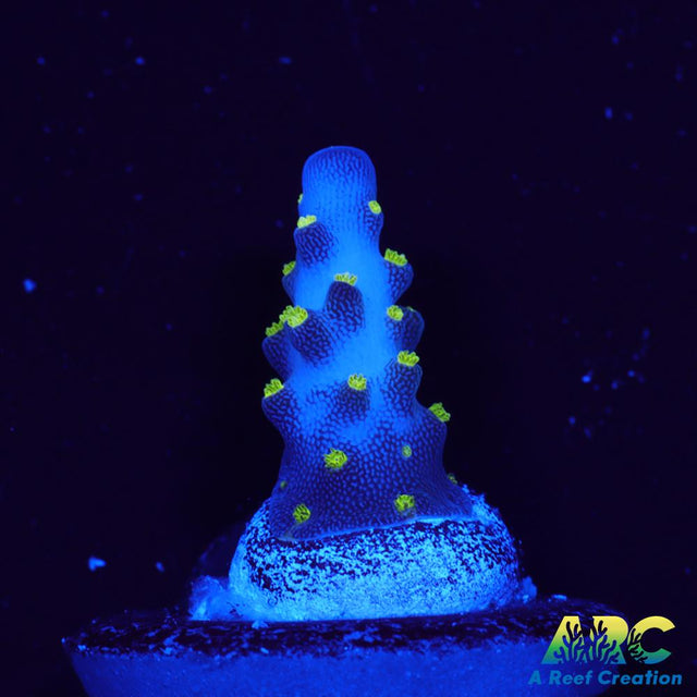 Bonsai Acro