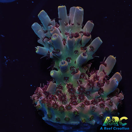 ARC Pomegranate
