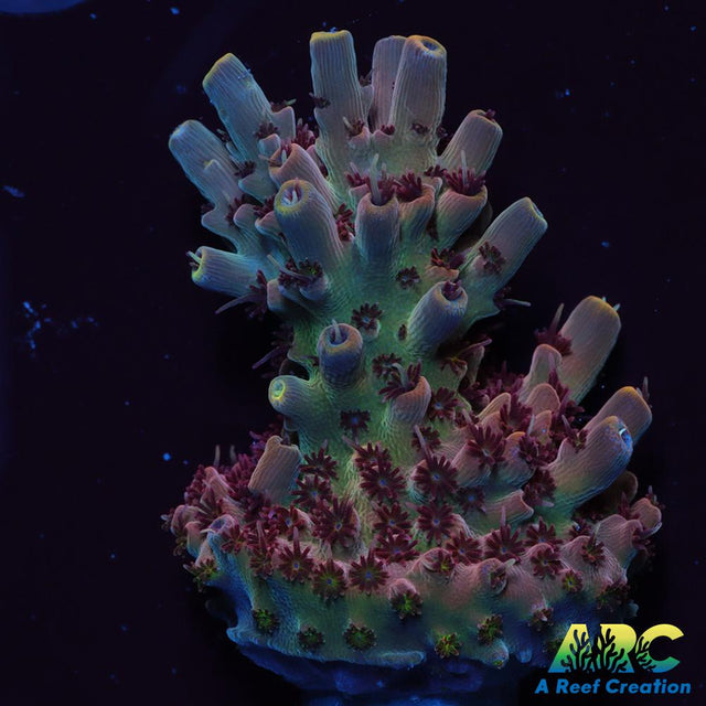 ARC Pomegranate