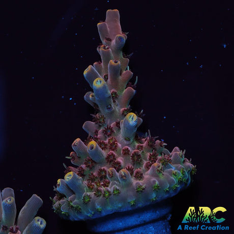ARC Pomegranate