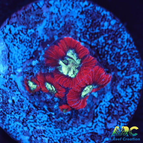 ARC Red Ring Micro