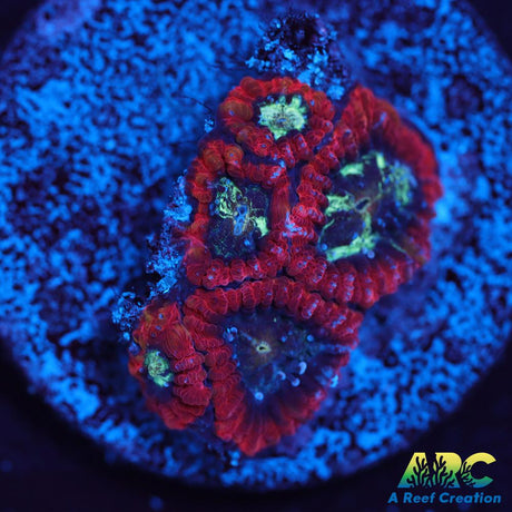 ARC Red Ring Micro