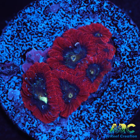 ARC Red Ring Micro