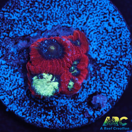 ARC Red Ring Micro