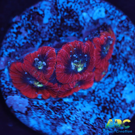 ARC Red Ring Micro