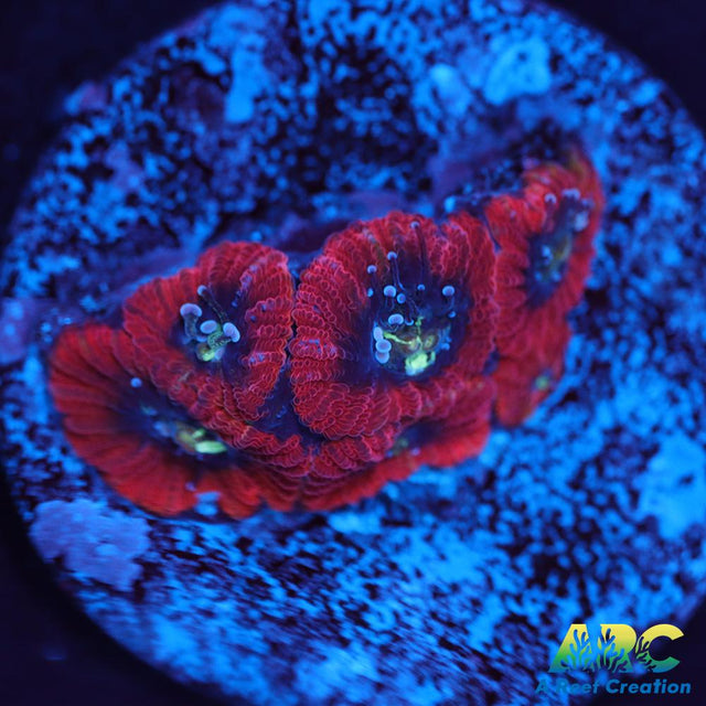 ARC Red Ring Micro