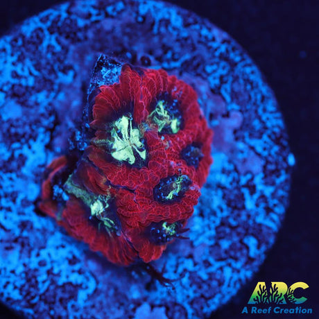 ARC Red Ring Micro
