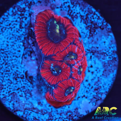 ARC Red Ring Micro