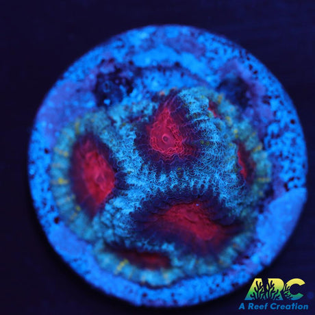ARC Superman Favia