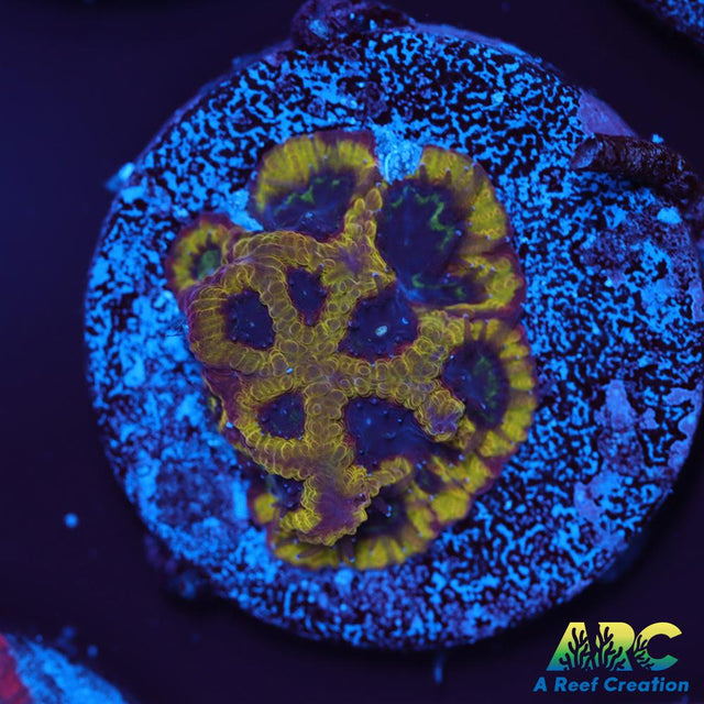ARC Pacman Favia