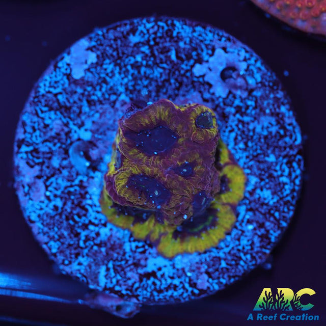 ARC Pacman Favia