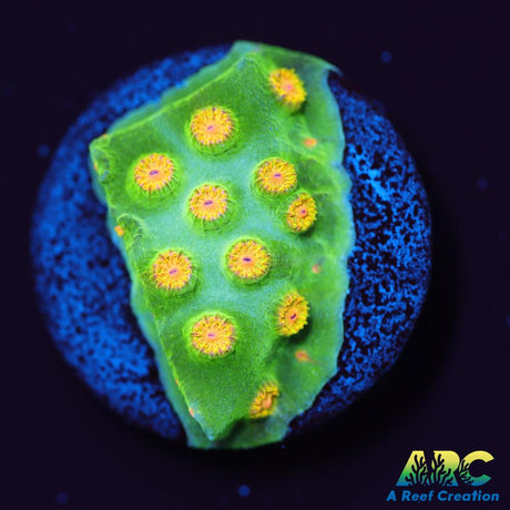Reptar Cyphastrea