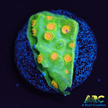 Reptar Cyphastrea