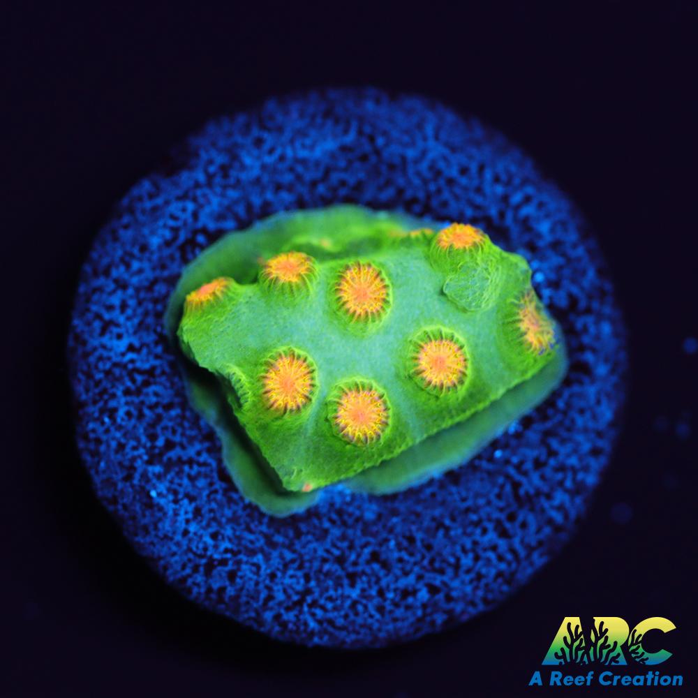 Reptar Cyphastrea
