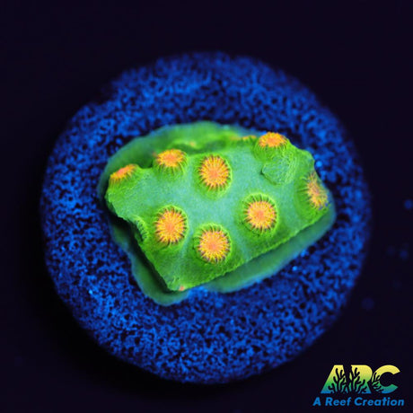 Reptar Cyphastrea