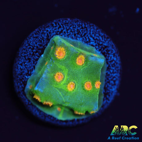 Reptar Cyphastrea