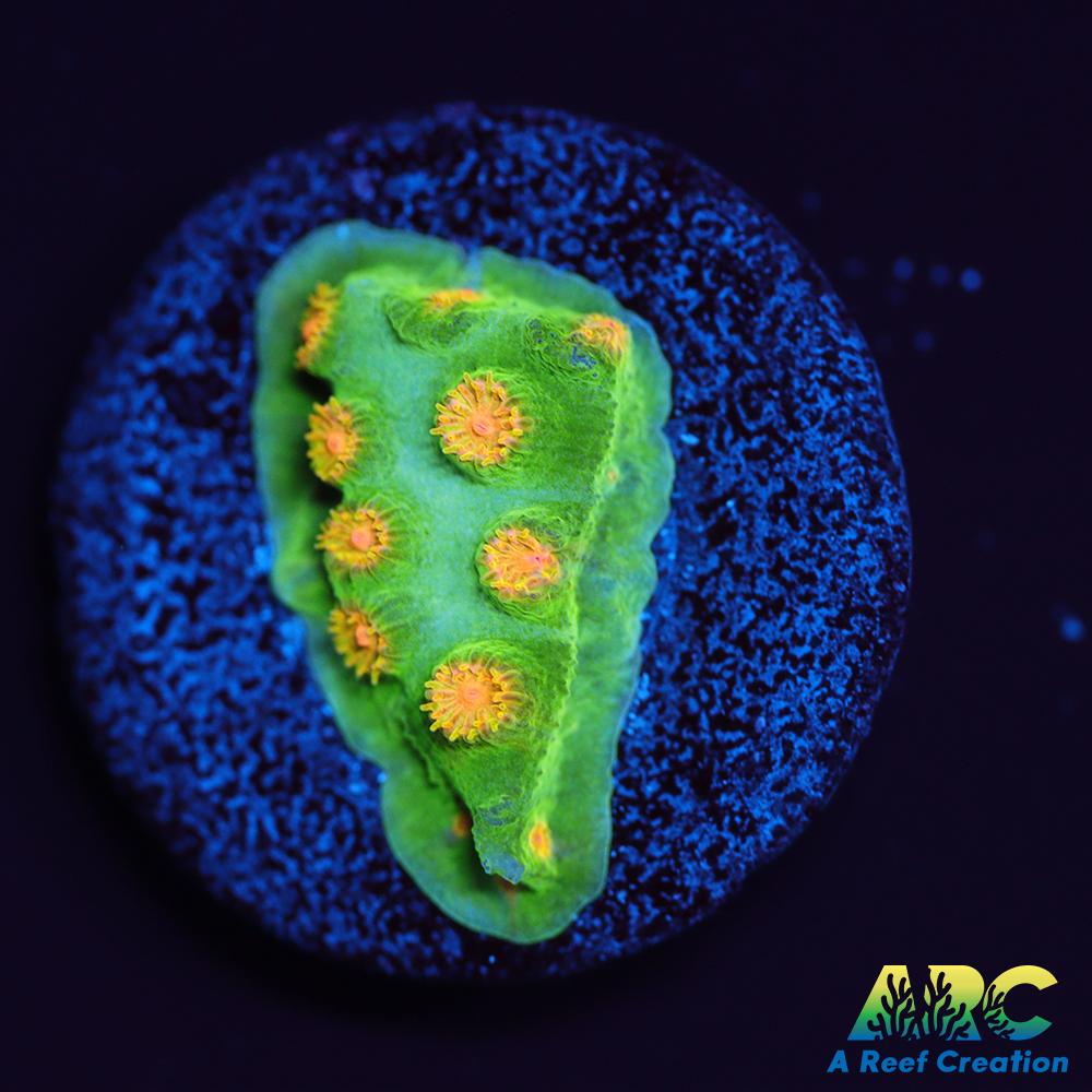 Reptar Cyphastrea