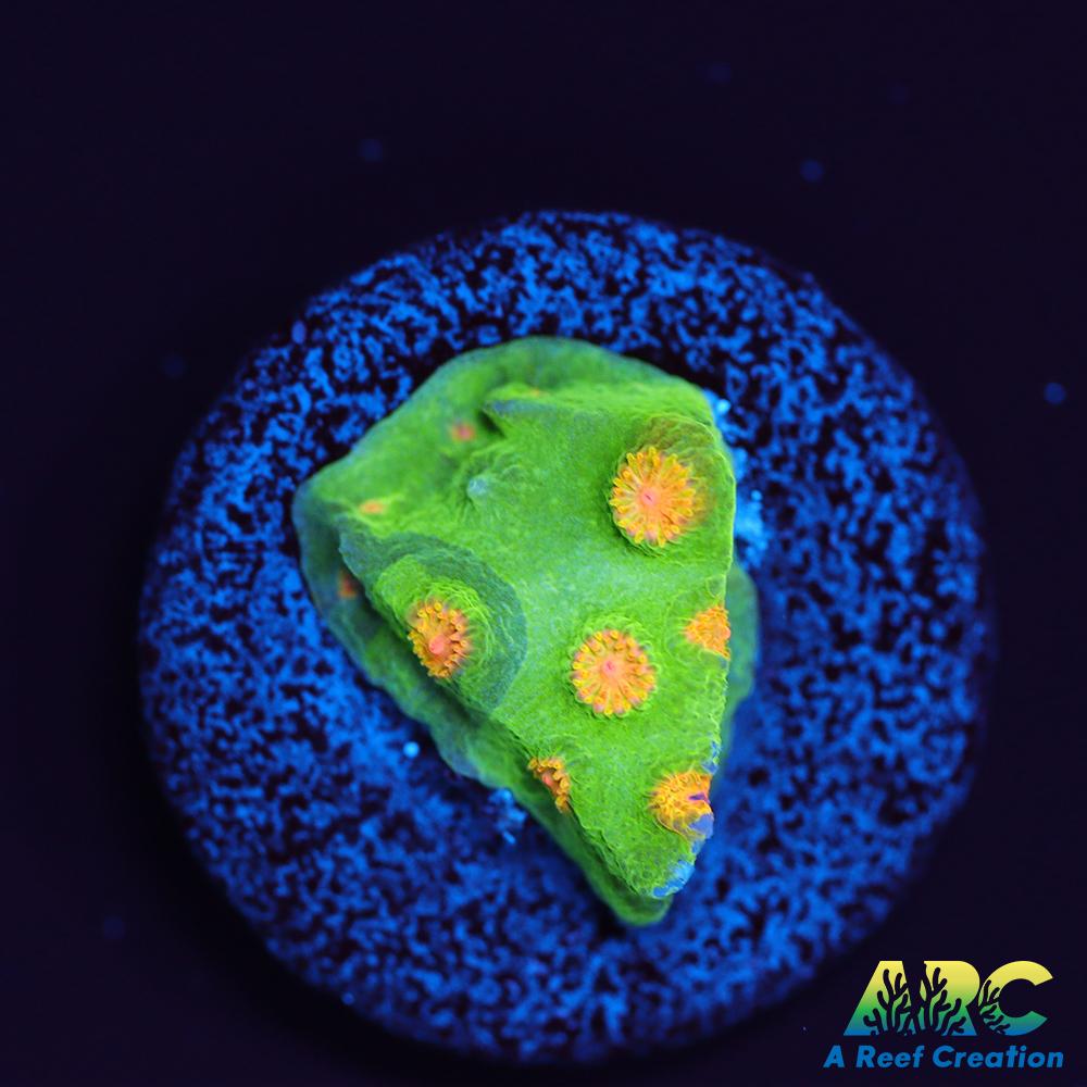 Reptar Cyphastrea