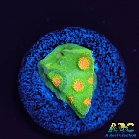 Reptar Cyphastrea