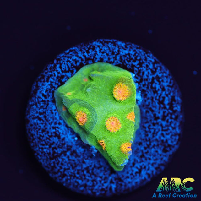 Reptar Cyphastrea