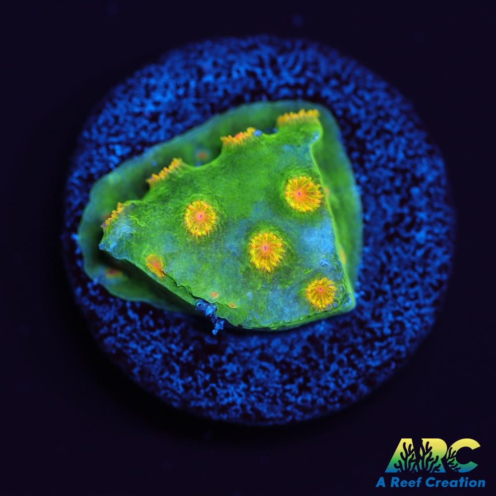 Reptar Cyphastrea