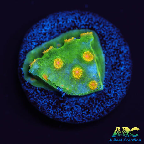 Reptar Cyphastrea