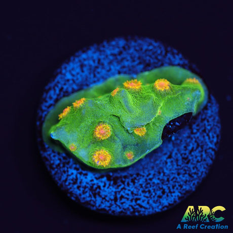 Reptar Cyphastrea