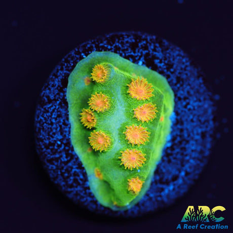 Reptar Cyphastrea