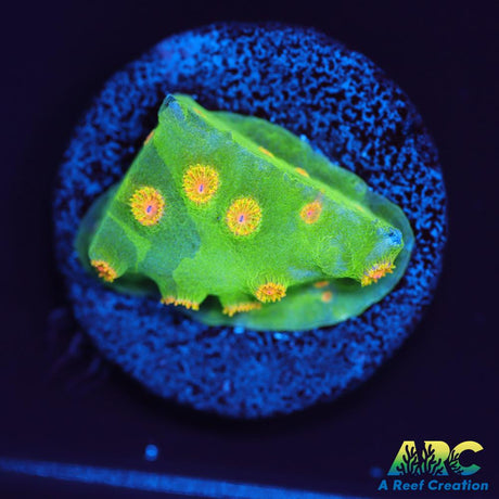 Reptar Cyphastrea