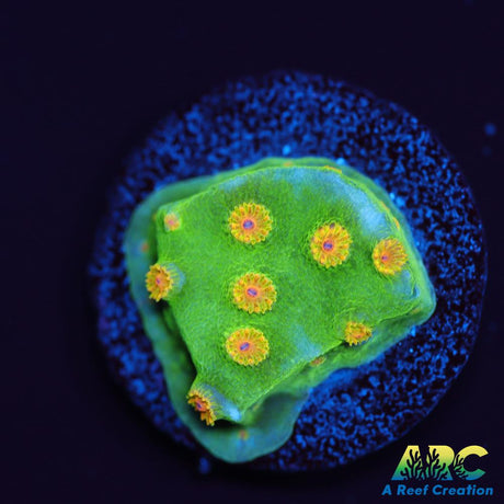 Reptar Cyphastrea