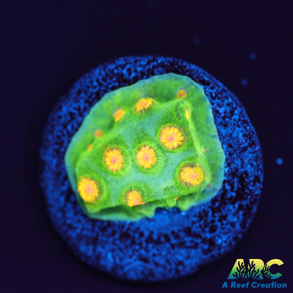 Reptar Cyphastrea